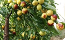 冬枣树全年管理关键技术有哪些？