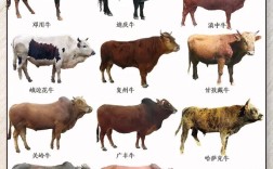 我国主要引进哪些牛品种？