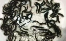 成都泥鳅价格最新行情多少钱一斤？