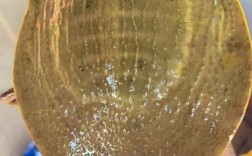 土黄色甲鱼是稀有品种吗？