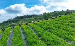 党参的种植技术及价格