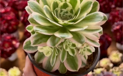 绿色发师有哪几个品种？