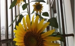 哪些大花仙人球品种好看？