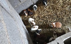 黑豚鼠养殖技术视频高清哪里看？