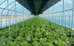 最新大棚种菜技术，高产秘诀有哪些？