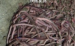 微型蚯蚓是什么品种？