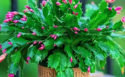 蟹爪莲品种图片视频有哪些？