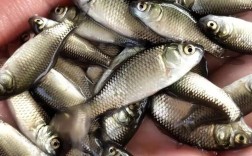 我市水产调研鱼苗品种