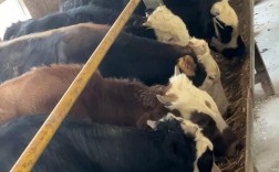 新疆肉牛品种有哪些？