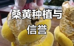 桑黄种植技术有哪些关键步骤？
