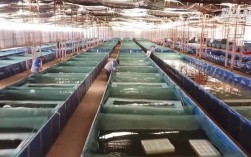 2025年龙虾养殖技术有哪些新突破？