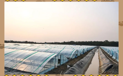 对虾大棚越冬养殖技术