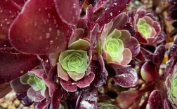 紫羊绒法师是啥品种？