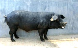 安徽优质黑猪品种有哪些？