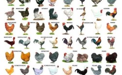 土鸡品种有哪些？看图识鸡全在这！