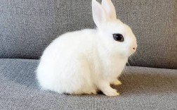 家养兔子有哪些常见品种？