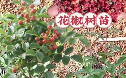 新品种花椒种植枝怎么选？