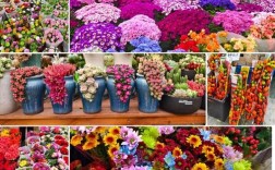 花卉市场常见花卉品种有哪些？