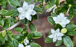 六月雪是哪种花的品种？