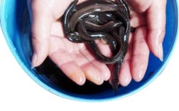 南宁台湾泥鳅苗价格表最新多少？