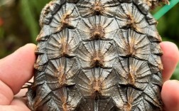 2025鳄龟的价格预测