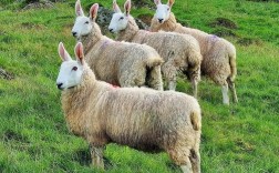 边区莱斯特羊品种标准