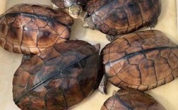 什么石龟品种价值最高？