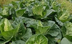 新型甘蓝种植技术视频
