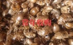 17年蝉蜕价格和行情