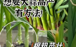 蒜苗大棚如何实现高产种植？