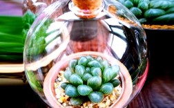 玉露闷死常见品种有哪些？