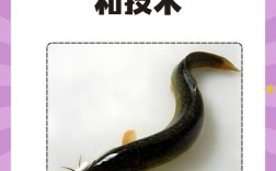 泥鳅新品种养殖技术