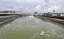 池塘南美白对虾养殖技术要点有哪些？