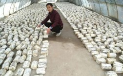 袋装香菇栽培视频怎么学？
