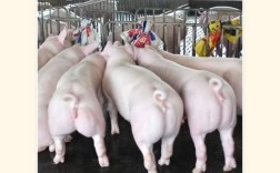 新手养猪选什么品种好？