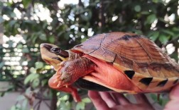 2025三线闭壳龟价格会涨还是跌？