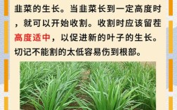 韭菜籽家庭怎么种植技术