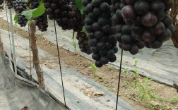 北京夏黑葡萄种植技术要点有哪些？