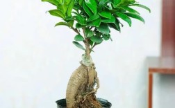 人参榕树价格图片价格差异大？