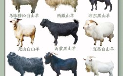 我国主要饲养羊品种有哪些？