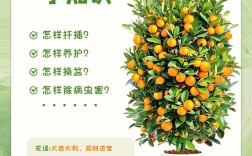 冬天金桔种植技术要点有哪些？