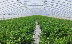 冬季大棚辣椒如何高产种植？