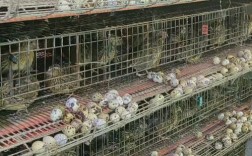 鹌鹑鸟品种养殖如何选？