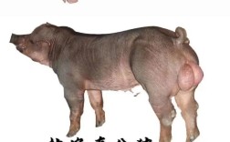 啥品种的种公猪最好？