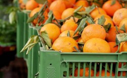 目前最高端的桔品种