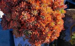 碧辉是哪种多肉品种？