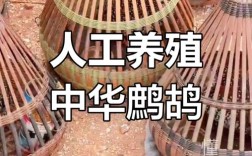 鹧鸪苗如何养？养殖技术要点有哪些？