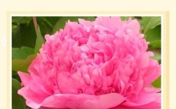 牡丹品种有哪些？常见品种图片看这里！