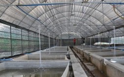 大棚养殖泥鳅技术视频怎么学？