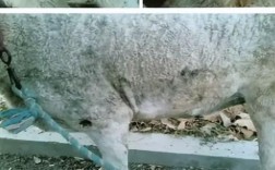 本地养羊如何有效预防疾病？